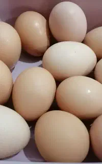تخم مرغ محلی نطفه دار