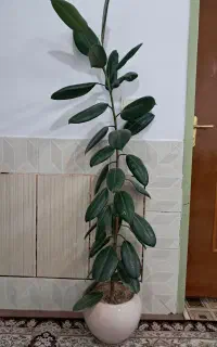 گل فیکوس زیبا با گلدان