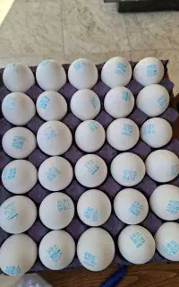 تولید و عرضه تخم مرغ