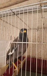 مرغ مینا