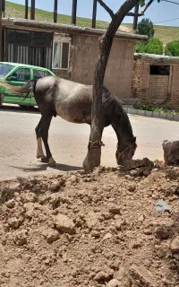 فروش اسب نریان