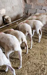 بره نر لاکن