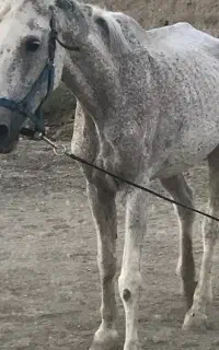 فروش دو مادیان ۱۷ ساله