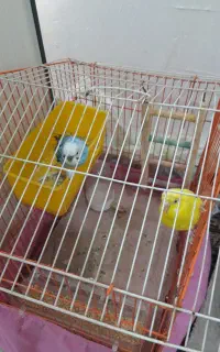 مرغ عشق بازیگوش