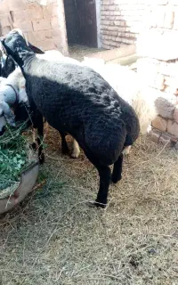 گوسفند