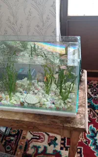 اکواریوم