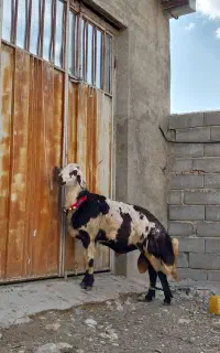 شیشک قوچ پلنگی