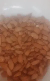 بادم جرگ