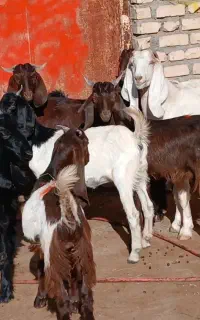کولار با بزغاله