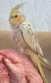 پرنده گم شده