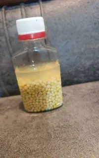 تخم حلزون و حلزون سوپر مولد