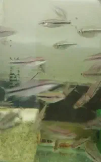ردلاین دوبندی