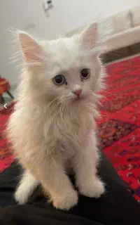گربه