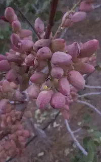 فروش پسته