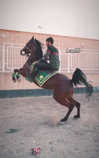 مادیان آس