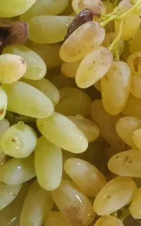 گله انگور