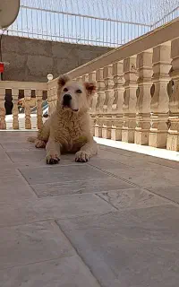 توله خراسانی پنج ماهه نر