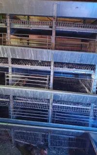 قفس مرغ تخم گذار