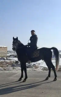 اسب فروشی نریان پدر ترابادور مادر وانتیار خجسته