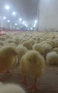 همکاری جهت کار در مرغداری