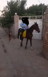 مادیان کرد با کره مادیان