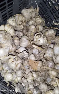 سیر خشک