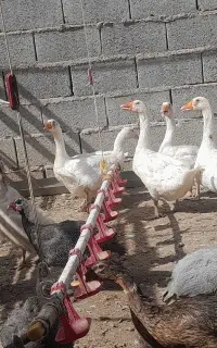غاز نگهبان