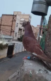 کفتر شهر استانی معاوضه با تهرانی