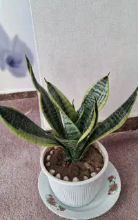گل های زیبا