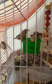 فنچ و قناری