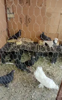 کفترسوسک کاکلی نشک سفیدومرغ رسمی وقفس