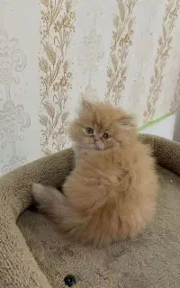 مجموعه پت های خانگی / گربه/واکسن زده