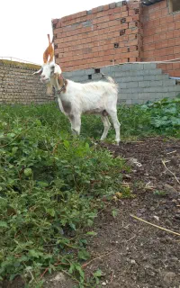 بز جلوکش ماده کل خورده چاتمه
