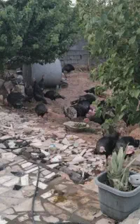 بوقلمون