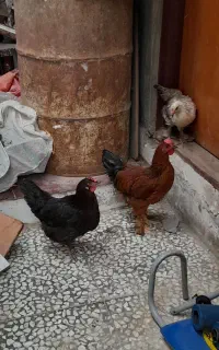 مرغ و جوجه