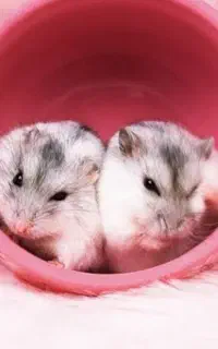 مجموعه همسترهای خاص کمپل/سوری/و خرگوشک
