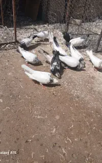 دم سیاه