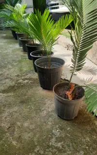 پیاز سیکاس