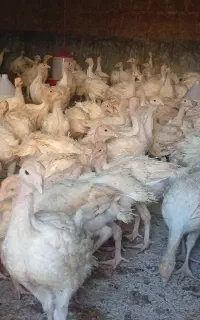 فروش جوجه بوقلمون بیوتی 6