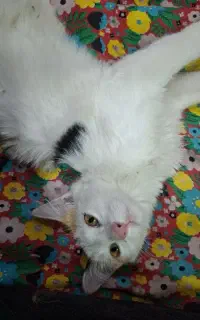 گربه خانگی
