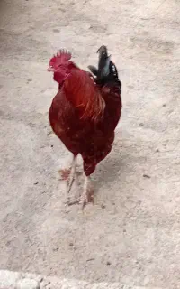 خروس سالم سرحال