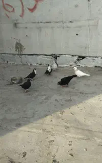 تعدادی کبوتر
