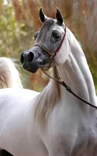 خرید فروش اسب کلاسی باری قیمت مناسب