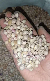 لوبیا چیتی