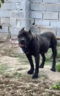 سگ گارد توله کن‌کورسو
