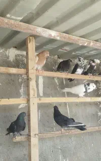 هشت جفت قلمه پرش سنگین ضمانتی