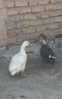 مرغ وخروس