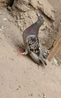 کبوتر معامله