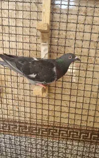 جفت پلاکی.        کبوتر.   کفتر
