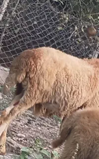 بره چاق
